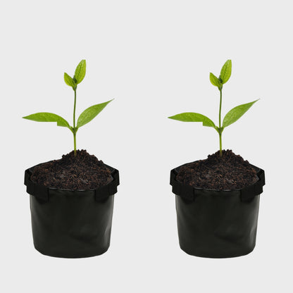 Grow Bag 10" x 10" Black Pack of 2