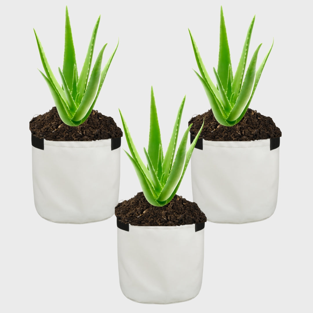 Grow Bag 10" x 10" White Pack of 3