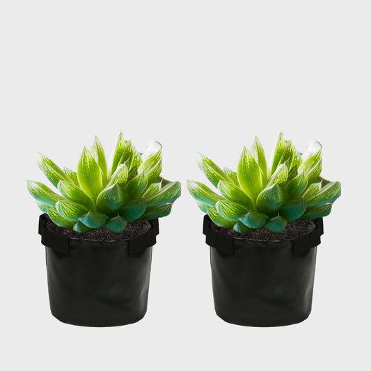 Grow Bag 15" x 15" Black Pack of 2