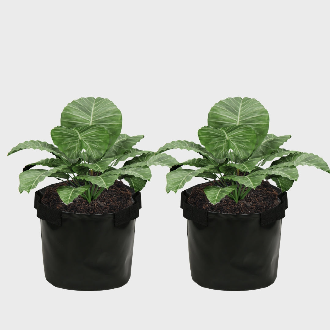 Grow Bag 12" x 12" Black Pack of 2